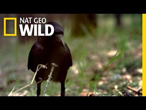 An Acid Bird Bath | Wildest Wonders