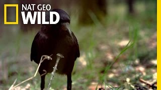 An Acid Bird Bath | Wildest Wonders