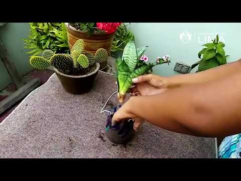 Part of a video titled Aprende a crear jardines verticales con botellas plásticas - YouTube