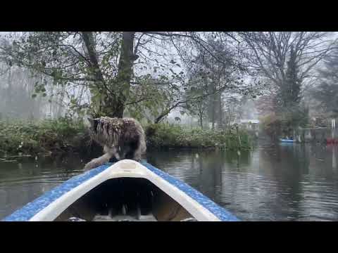 Maine Coon Cat Louis kayaking in snowfall