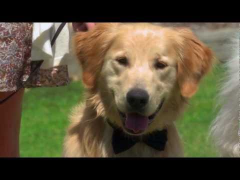 Tráiler de Una boda perruna por Navidad