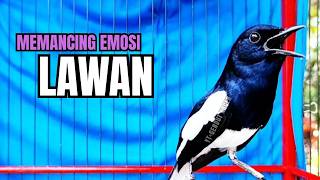 Download lagu PANCINGAN KACER TERBAIK bikin Semua Jenis Kacer LANGSUNG KONSLET, Terapi Kacer Agar GACOR NGEPLONG mp3 Download lagu PANCINGAN KACER TERBAIK bikin Semua Jenis Kacer LANGSUNG KONSLET, Terapi Kacer Agar GACOR NGEPLONG mp3