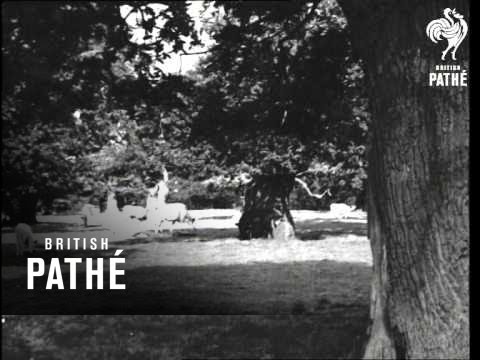 Old Castle Issue Title Antipodes Calling Aka White Cattle (1938)