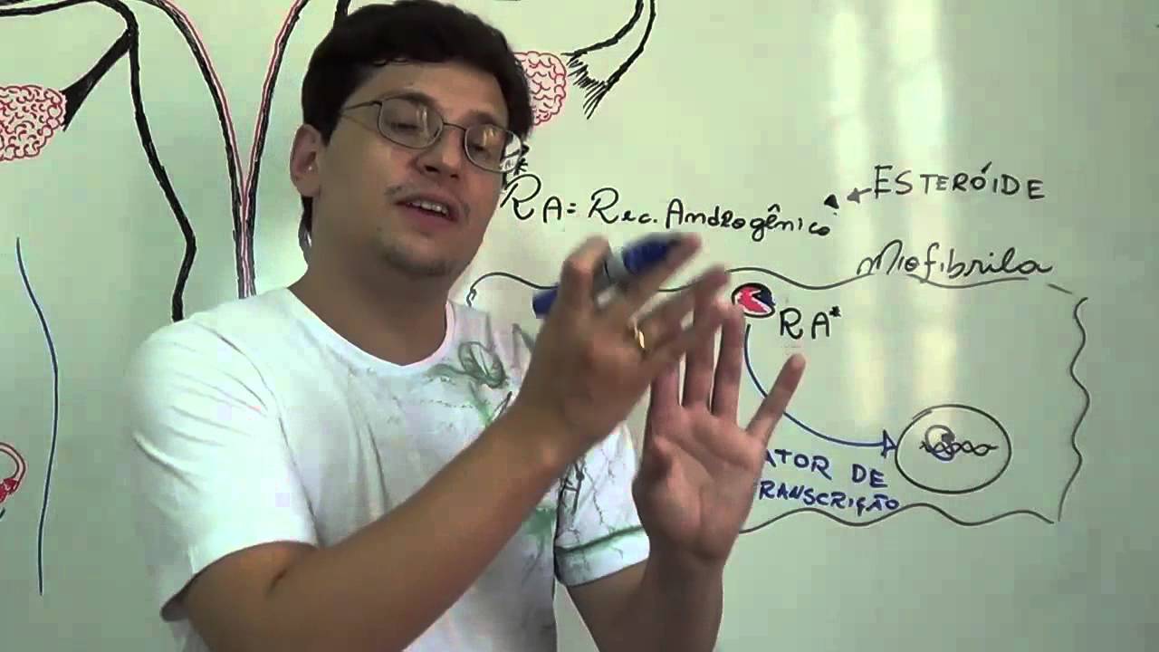 Esteróides Anabolizantes: Vias de sinalização dos esteróides derivados a testosterona