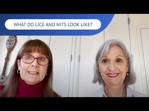 What Do Lice and Nits Look Like? | LiceDoctors