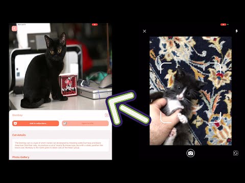Cat Identifier: Cat Breed Finder for iPhone 🐈 AppFinders