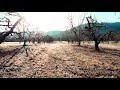 Carvers Apple Orchard