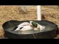 Duck Breeding