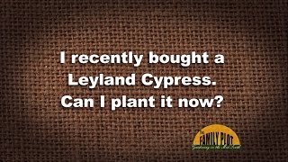 Q&A - When can I plant my Leyland Cypress?