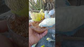 🐦距離を保ったまま変化した