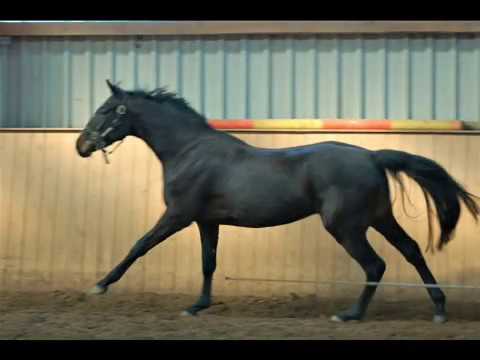 Dorofina, 4-jährig, von Don Romanov