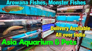 New Fish Stock at Asia Aquarium & Pets I Delivery available All Over India
