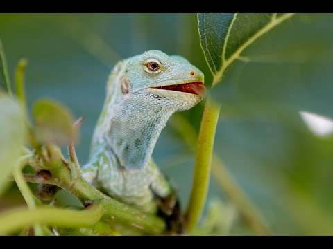 download lagu mp3 mp4 Fiji Flora, download lagu Fiji Flora gratis, unduh video klip Fiji Flora
