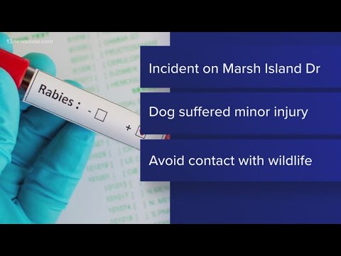 Rabid raccoon encounters dog in Chesapeake