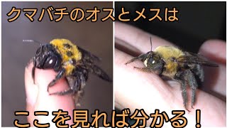 クマバチやスズバチのオスとメスの違いを比較してみた！【キムネクマバチ】