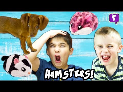 Dog CHASES HAMSTERS in a House! Cute Toy Review and Play with HobbyKidsTV