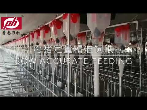 Automatic feeding system: chain disc feed line for pig farm