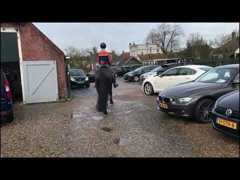 Stal Okkema's Herryt - Tsjalle x Bonne - stallion - 1.66m - 2018