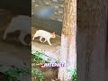 😂 Мама-кошка отругала непослушного котёнка! | Новостничок