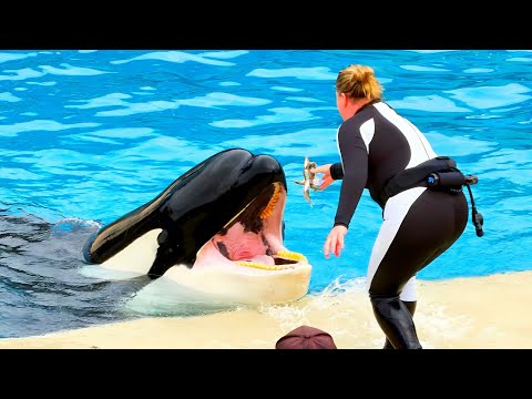 [NEW 2026] Orca Encounter Full Show - SeaWorld San Diego - 4K POV