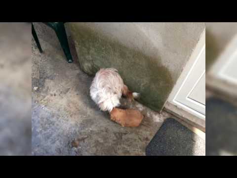 15.03.2017/ Știre ETV - CĂȚEL SALVAT DE POMPIERI