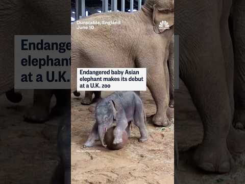 Endangered baby Asian elephant makes its debut at a U.K. zoo