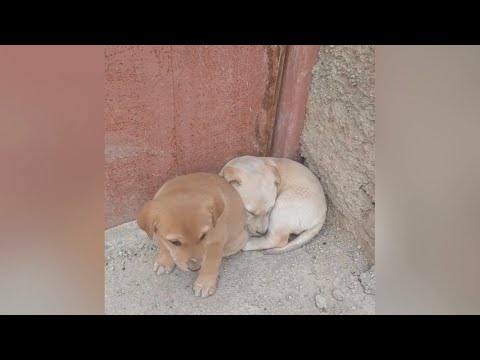 Dogs shelter in Iran: The puppies were left behind in the shelter