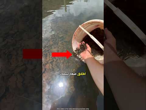 سبب نزول الرجل للماء لإطلاق سمك السلور 😮 #shorts