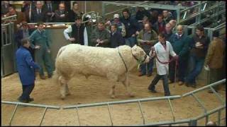 preview picture of video 'Charolais Bull Sale held at Stirling Agricultural Centre  Perth Bull Sales - February 2011'