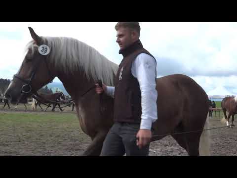 Rossfest 2022 - Schrittring + Bewertung - 4 jähr.  SchwK Stuten - St. Märgen 11.09.2022