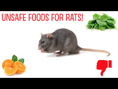 image-Can rats eat pickles?