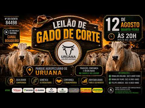 Leilão de Gado -  Uruana Leilões - Leilão de Gado de Corte em Goiás @canal.boiadeiro #live #gado