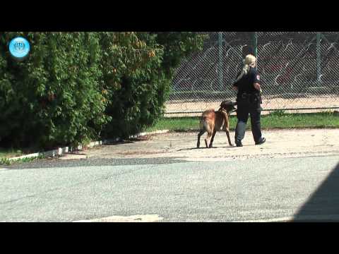 O MUNDO ATRÁS DAS BARRAS