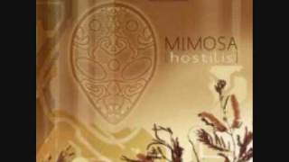 Mimosa - Kinetic