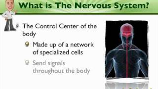 001 An Introduction to the Nervous System