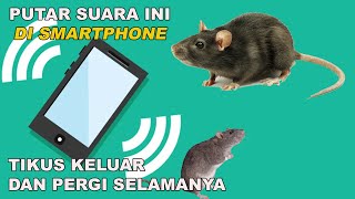 Download lagu Sudah Terbukti !!! Suara Pengusir Tikus 100% Ampuh mp3