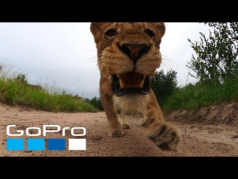 GoPro Awards: Lion Steals Camera