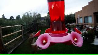 preview picture of video 'Hummingbirds at the feeder.'