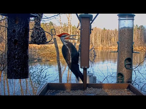 A Male Pileated Woodpecker's Early Morning Suet Excavation At Cornell Feeders – April 23, 2025