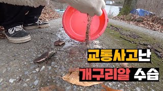 양봉장 앞에서 차에 치인 임신한 개구리, 알 주워서 살려보기