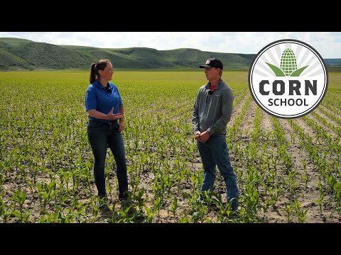 Corn School: Fertility and nutrient management from soil to stalk
