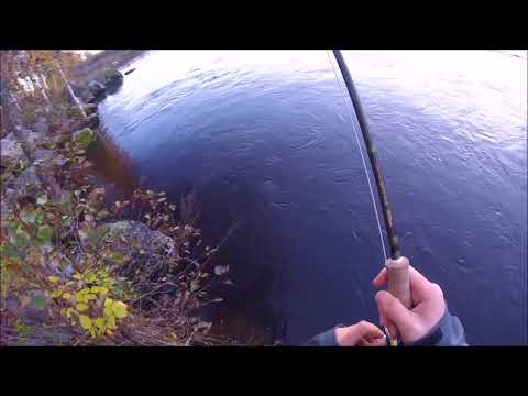 Kirjolohta Siuronkoskesta (Benevivan kalastusvideot)