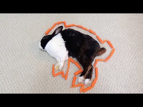 Waking a sleeping rabbit by surrounding him with baby carrots