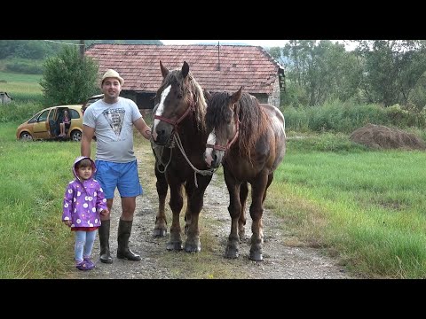 Armasarii lui Ionut de la Somes Uileac, Maramures - 2020 Nou!!!