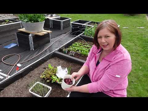 Løk og gulrot i kjøkkenhage