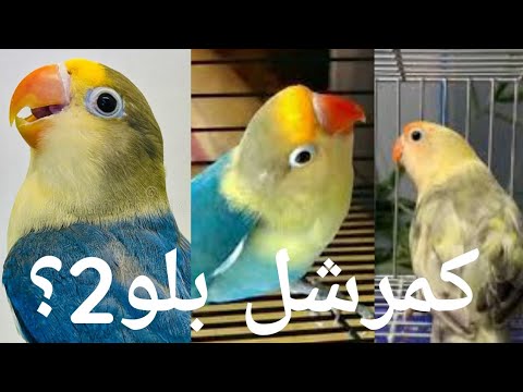 How To Produce 100% Confirm Blue Two (B2) Birds In Love Birds @Your Aviary? | What Is Blue Two Bird?