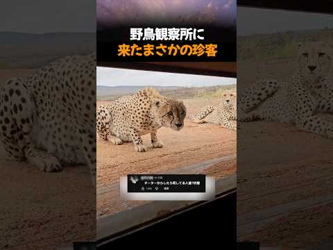 野鳥観察所に来たまさかの珍客