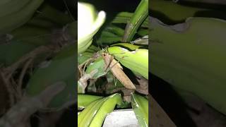 Download lagu Suara belalang | Suara walang mp3