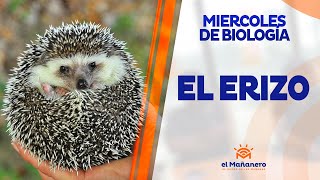 Miercoles de Biología – El Erizo