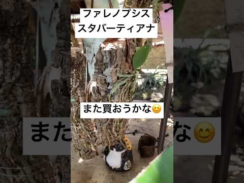 園芸 台湾蘭、プレイオネ